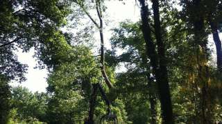 verwijderen van eiken bomen in de achtertuin in Vught